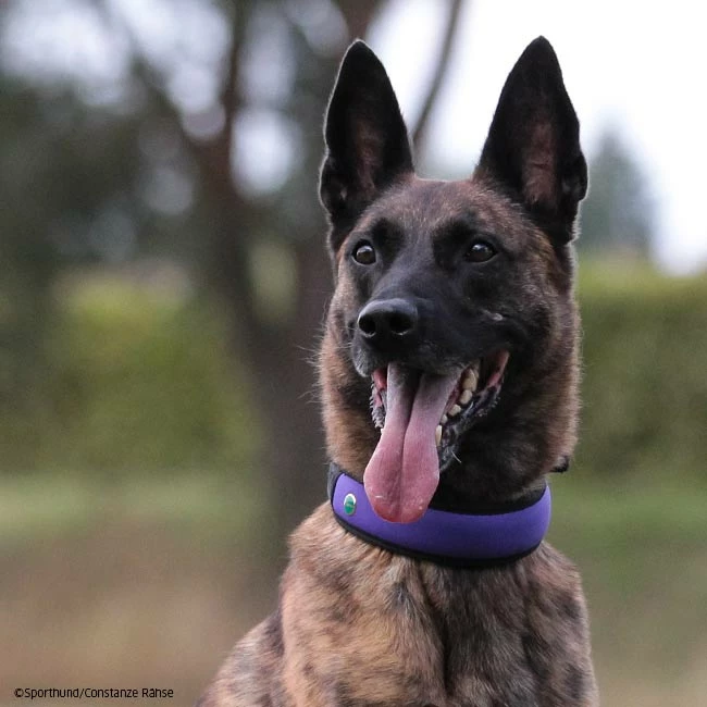 Niggeloh Halsung FASHION 2 Niggeloh Halsung FASHION – Bild 2