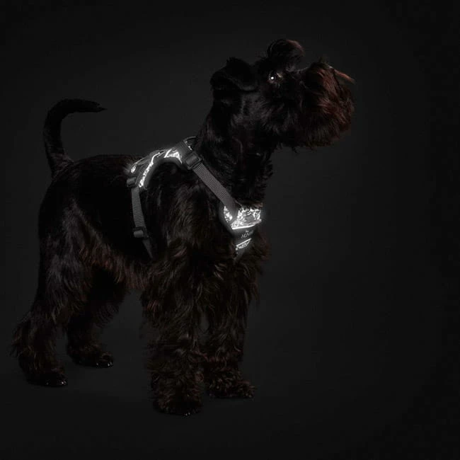 Hunter Hundegeschirr Divo Reflect 2 Hunter Hundegeschirr Divo Reflect – Bild 2