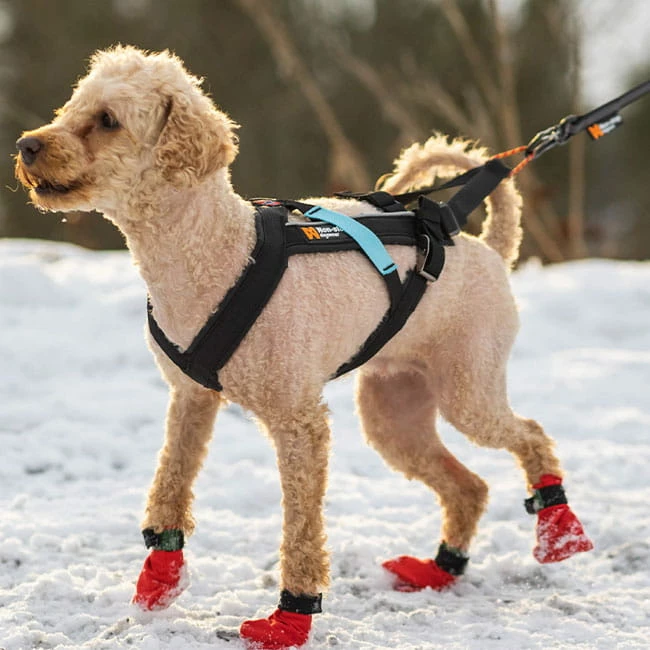 Non-Stop Dogwear Freemotion Harness Zuggeschirr 5 Non-Stop Dogwear Freemotion Harness Zuggeschirr – Bild 5