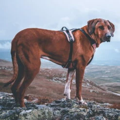 Non-Stop Dogwear Ultra Harness Geschirr -SPORTHUND Verkäufe 7022108071nonsptop dogware ultra harness anwendung2 7022108BeQEwjrj7EHxt