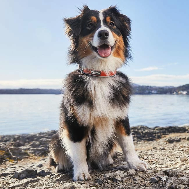 Non-Stop Cruise Collar Zugstophalsband 2 Non-Stop Cruise Collar Zugstophalsband – Bild 2