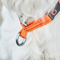 Non-Stop Cruise Collar Zugstophalsband 5 Non-Stop Cruise Collar Zugstophalsband -SPORTHUND Verkäufe 702211707non stop dogwear cruise collar orange detail 7022117
