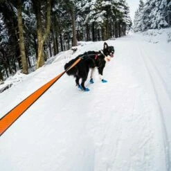 Non-Stop Dogwear Bungee Leash 2,8m -SPORTHUND Verkäufe 7022126071non stop dogware bungee leash anwendung2 7022125