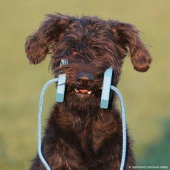 Obedience Holz-Apportel Mit Seil 7 Obedience Holz-Apportel Mit Seil -SPORTHUND Verkäufe 7261540m071obedience holz apportel mit seil 7261601 schnauzer