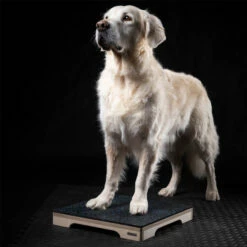 SPORTHUND Verkäufe -SPORTHUND Verkäufe 7261714m06wooddog obedience target 40cm anwendung2 7261717G5uCKjLVKj8mA