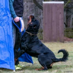 Sporthund Technikkissen Midas 8 Sporthund Technikkissen Midas -SPORTHUND Verkäufe 7262085071sporthund technik kissen midas 7262085 rottweilerfUzzR4FQ59Fpx