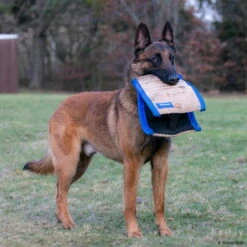 Sporthund Technikkissen Midas 7 Sporthund Technikkissen Midas -SPORTHUND Verkäufe 726208507sporthund technik kissen midas 7262085 malinoisLQAagw8ghElY3