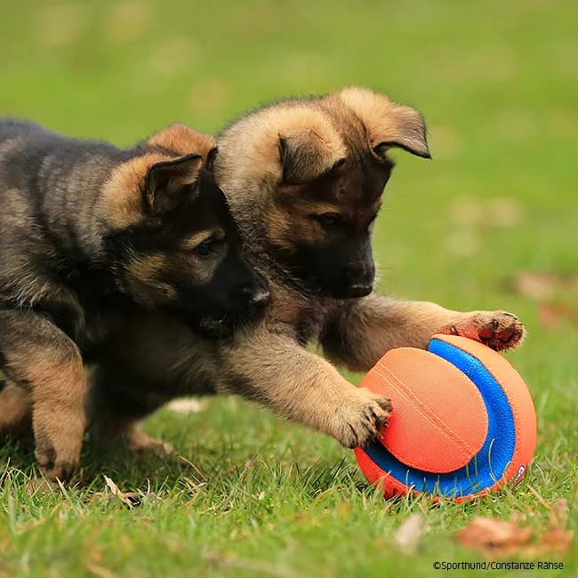 Chuckit Kick Fetch 3 Chuckit Kick Fetch – Bild 3