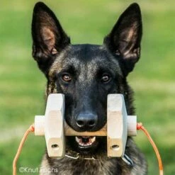 Sporthund IGP-Apportierholz 650g Havatar -SPORTHUND Verkäufe 7281406072knutfuchs havatar 7281406 malinoisD3NaG0zYmg89A