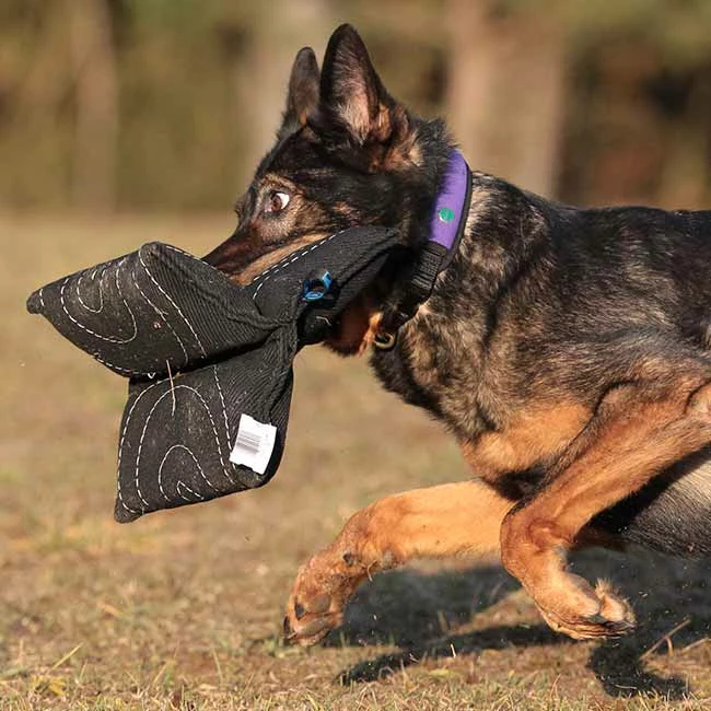 Sporthund Triple Star Kissen 2 Sporthund Triple Star Kissen – Bild 2