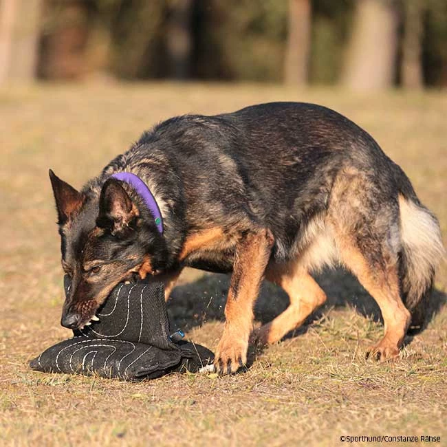 Sporthund Triple Star Kissen 3 Sporthund Triple Star Kissen – Bild 3