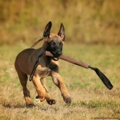 Sporthund Lederbeißwurst Flach 4 X 26 Cm 2G -SPORTHUND Verkäufe 742410207beisswurst leder flach 4 x 26cm 2g 7424102 malinois24syge93B4T2m