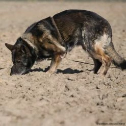 Böttcher Suchgeschirr -SPORTHUND Verkäufe boettcher suchgeschirr 7260800 img 9374EpexUxkPpWUtk