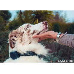 Canicom Voice 200 -SPORTHUND Verkäufe canicom voice anwendungsbild 7019915kNd6NKP0jRhY7