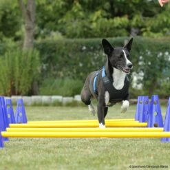 Cavaletti Steckhürden Set Für Hunde -SPORTHUND Verkäufe cavaletti p4dc9149 7854051