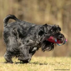 FreshLine Mini Bestätigungskissen -SPORTHUND Verkäufe freshline mini bestaetigungskissen p4dc4930 7425030