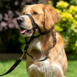 Original Halti Headcollar -SPORTHUND Verkäufe halti headcollar anwendung 7473499m