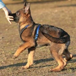 Niggeloh Geschirr Follow START -SPORTHUND Verkäufe niggeloh followstart p4dc4236 7017109