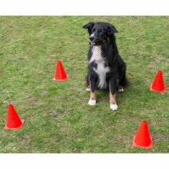 Obedience Starter-Set -SPORTHUND Verkäufe obedience start set anwendung2 procyon 7030363