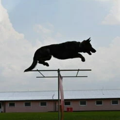 Sporthund Hürdenaufsatz -SPORTHUND Verkäufe sporthund huerdenaufsatz erweiterung hund 7355031UbOBnR8LB22N9