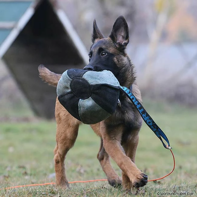 Sporthund Nylcot-Ball 2 Sporthund Nylcot-Ball – Bild 2