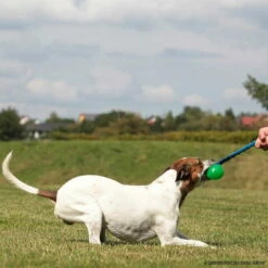 Treat Dispensing Chew Ball Mit Bungee-Seil -SPORTHUND Verkäufe treat dispending chew bungee p4dc2893 7021391wFCqWFkN6sbve